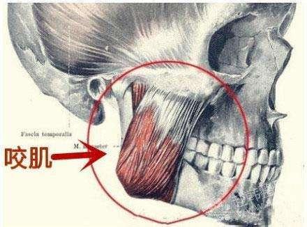 什麼是顳下頜關節咀嚼肌功能紊亂帶你認識全新的咀嚼肌系統