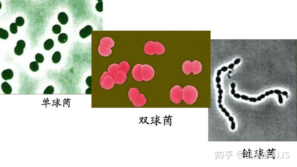 环境微生物之细菌 - 知乎