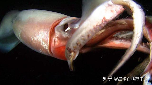 那么美洲大赤鱿到底是一种什么样的深海巨型鱿鱼?