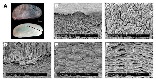 为什么动物进化不出皮甲？