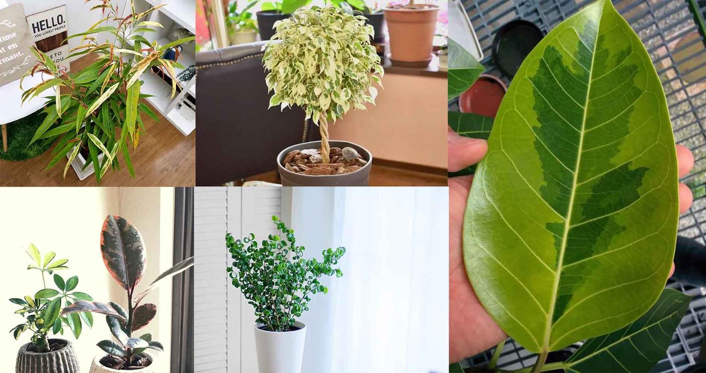 美如画的10个榕属植物 都适合种在花盆里 养成室内观叶植物 知乎