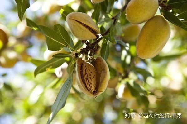 巴杏火锅加盟