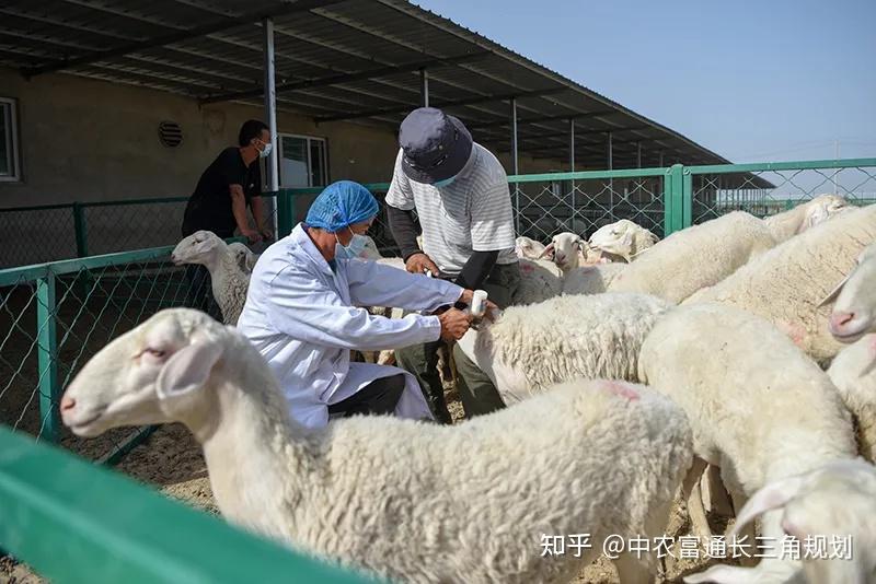 【三农论坛】聚焦"1 n"模式 创新推进兽医社会化服务