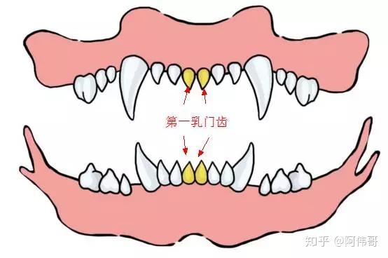 从牙齿看狗狗年龄