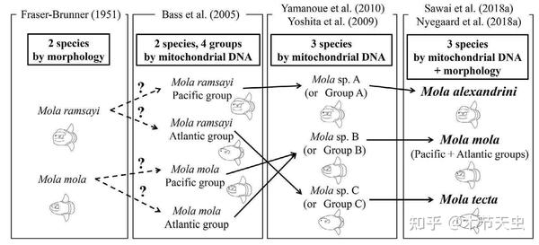 【Evolution of Molidae】Ocean Sunfishes - 知乎