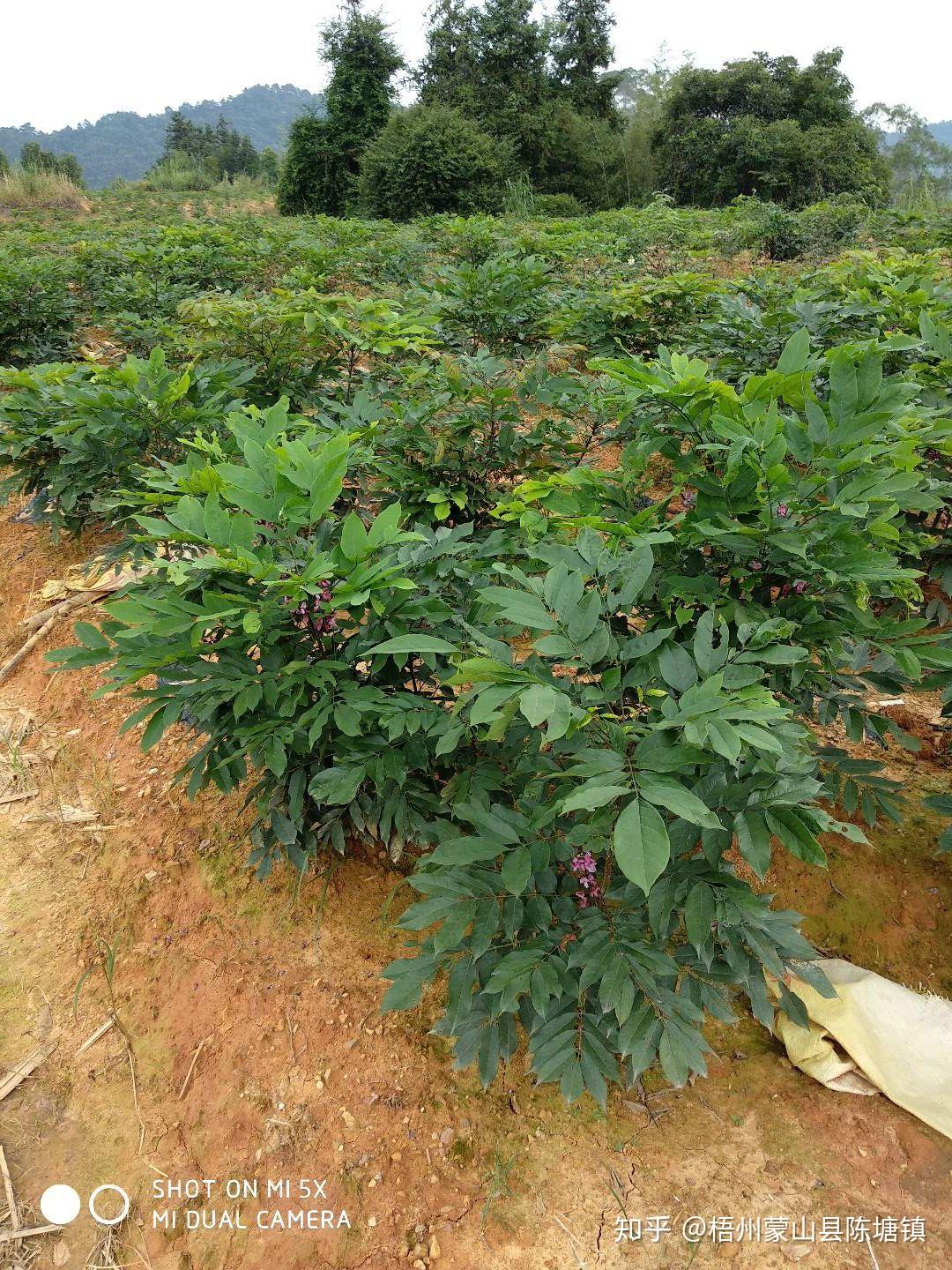 龙眼参对生长的环境条件有特殊要求,适宜于冬暖夏凉的气候,不耐严寒与