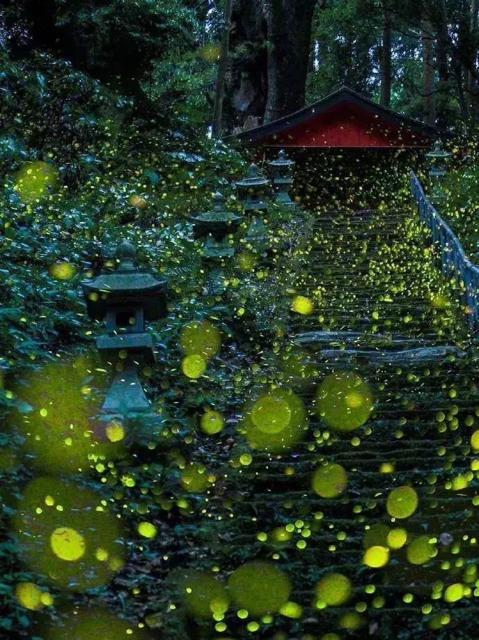 如果要说夏天去日本的理由萤火虫绝对算一个
