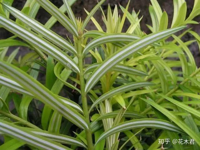 国宝级珍稀植物银杉、水杉、紫衫哪一种防癌? - 知乎