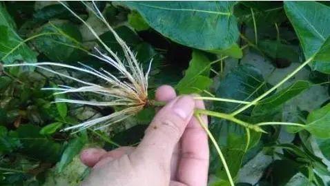 植物扦插，看这！ - 知乎