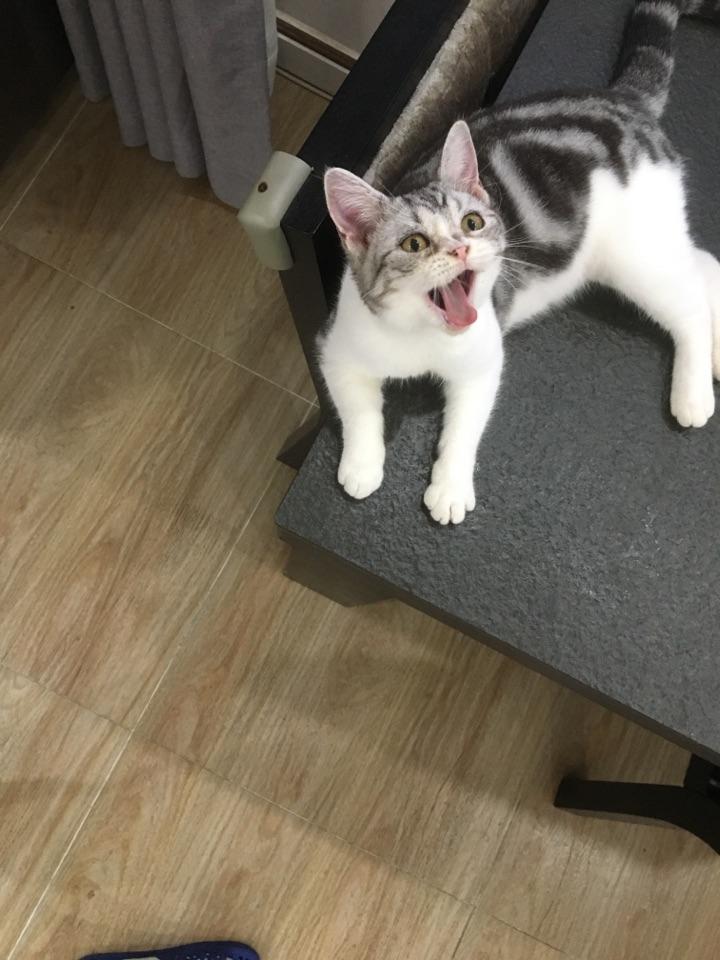 猫挨打后会记住么?