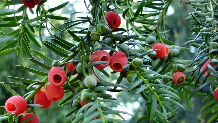 黄金药用植物、国家一级保护植物－红豆杉植物非试管高效快繁技术快繁