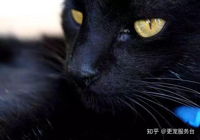 黑知识丨玄猫，辟邪之物；宜置于南，子孙皆宜 - 知乎