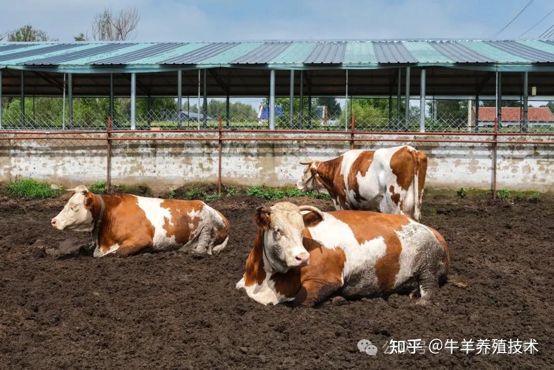 母牛产后不吃饲料怎么办? - 知乎