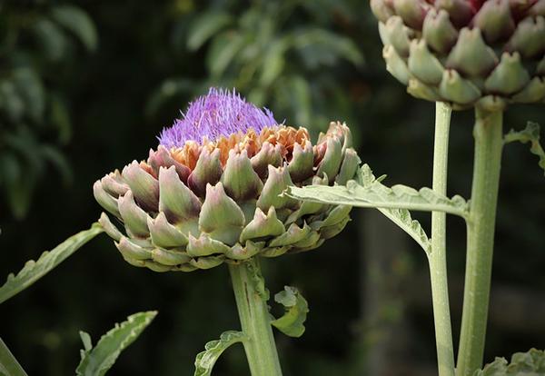 荷花百合 你以为它只是花 亦是菜 知乎