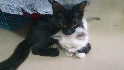 啥是黑猫 v2-515b2fd41706ffb96831670d820ec357.jpeg