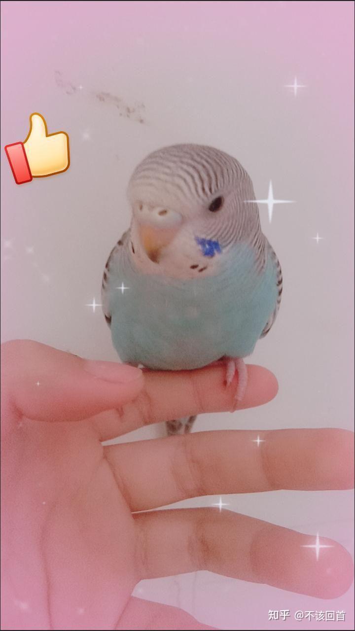 虎皮蓝色鹦鹉的饲养难度如何?