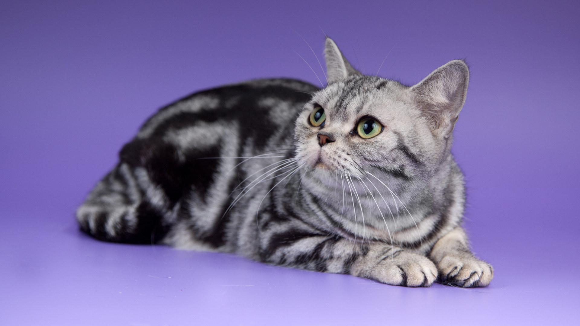 美国短毛猫与英国短毛猫的区别