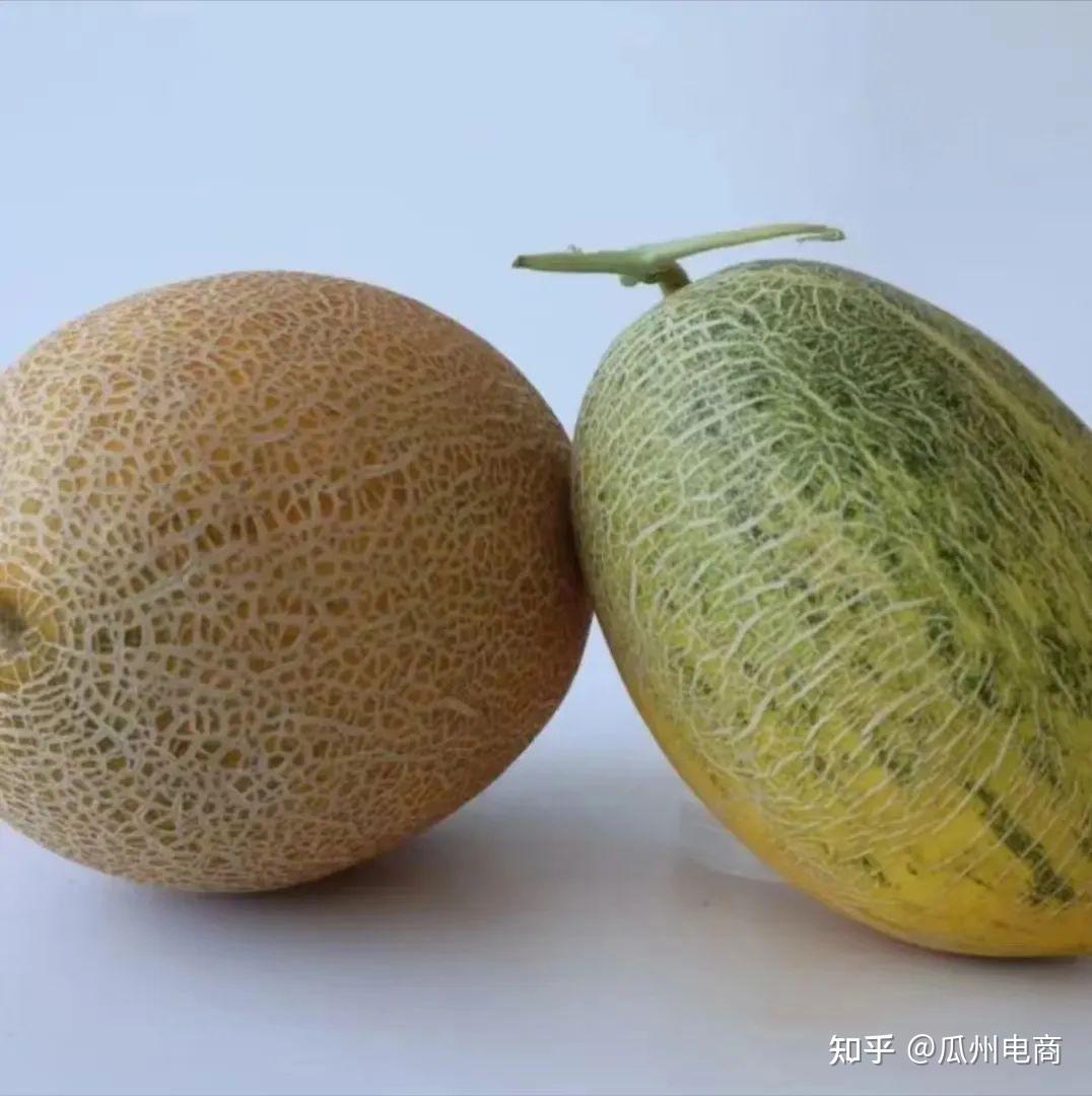 多次走进东方甄选直播间的瓜|瓜王中的瓜王——八六王蜜瓜 - 知乎