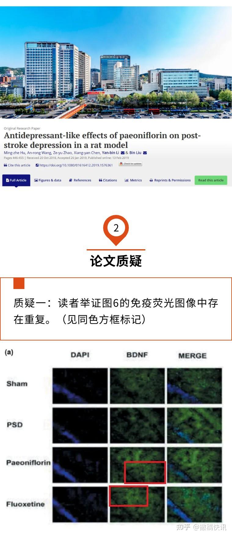 免疫荧光图像重复还未见作者回应,山一大第一附属医院论文被评议
