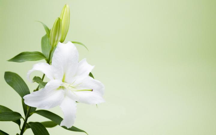 云裳仙子 百合 知乎