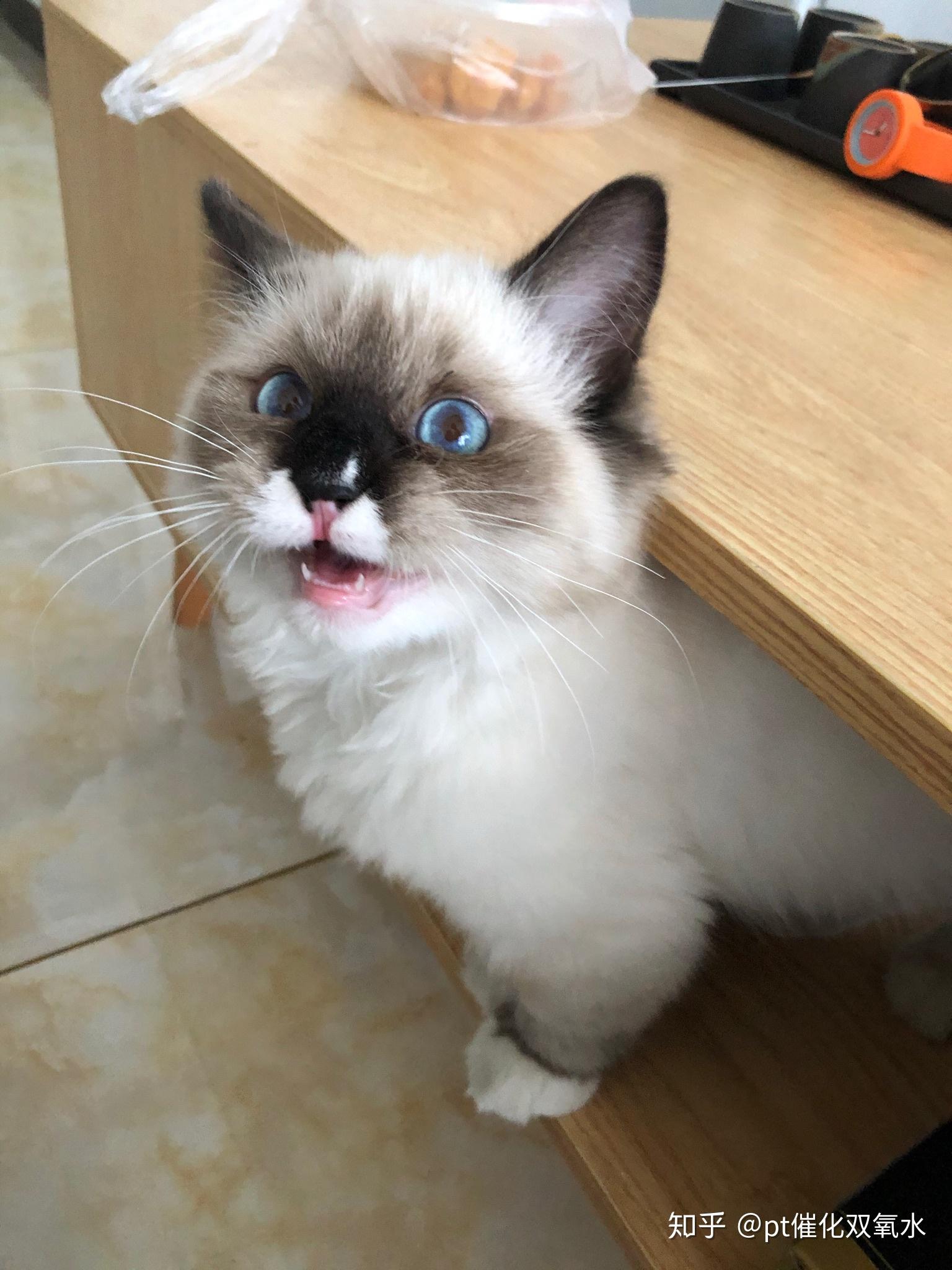 黑脸布偶猫的可爱真是溢于言表啊 - 知乎