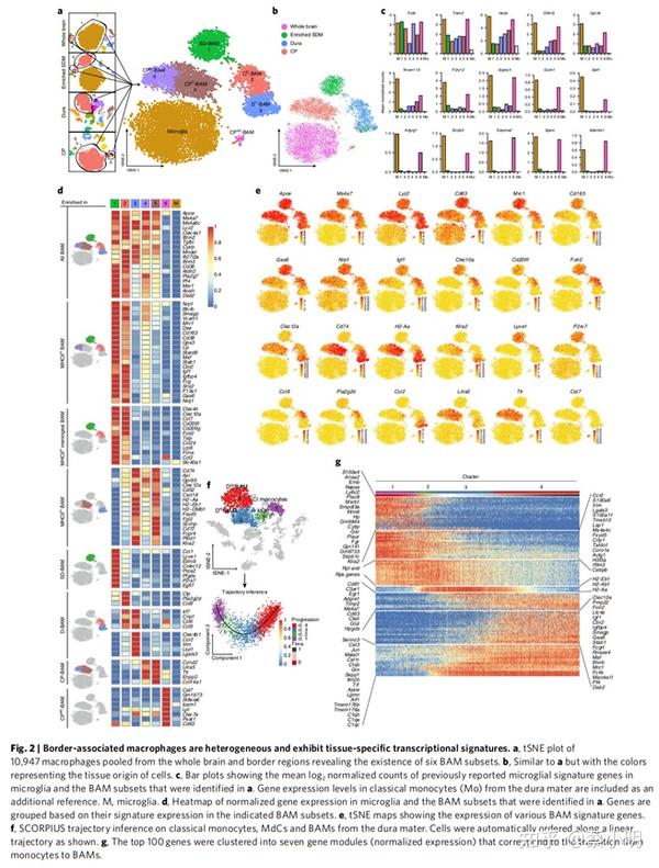 NID205_A Single-cell Atlas Of Mouse Brain Macrophages - 知乎