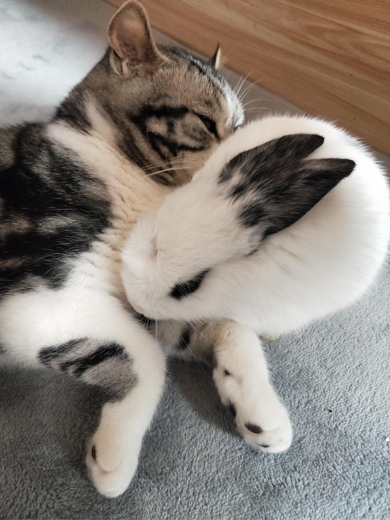 猫和兔子能在一起养吗