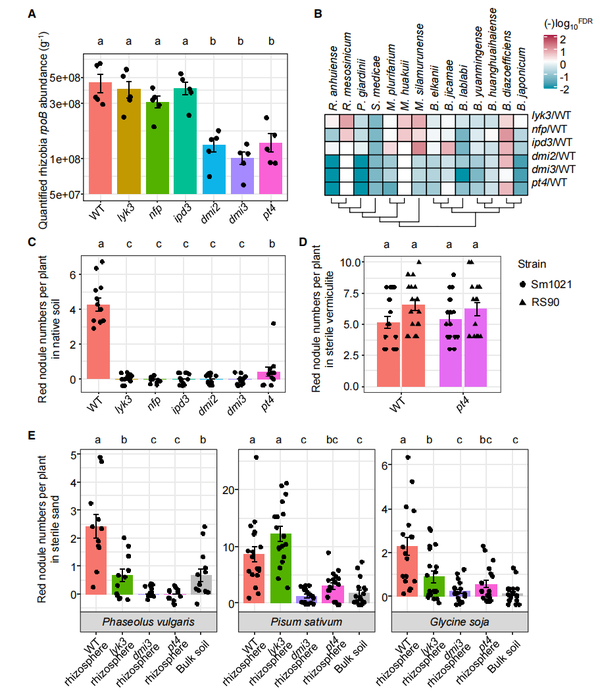 王二涛研究组揭示丛枝菌根共生与根瘤共生的协同进化机制 - 知乎