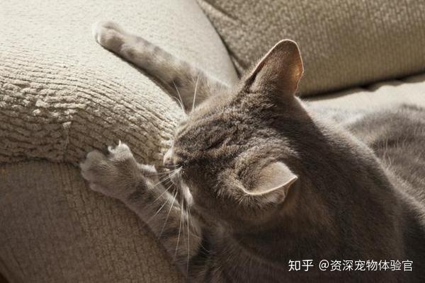 新手铲屎官养猫攻略：成年猫更加省心省力 知乎 5293