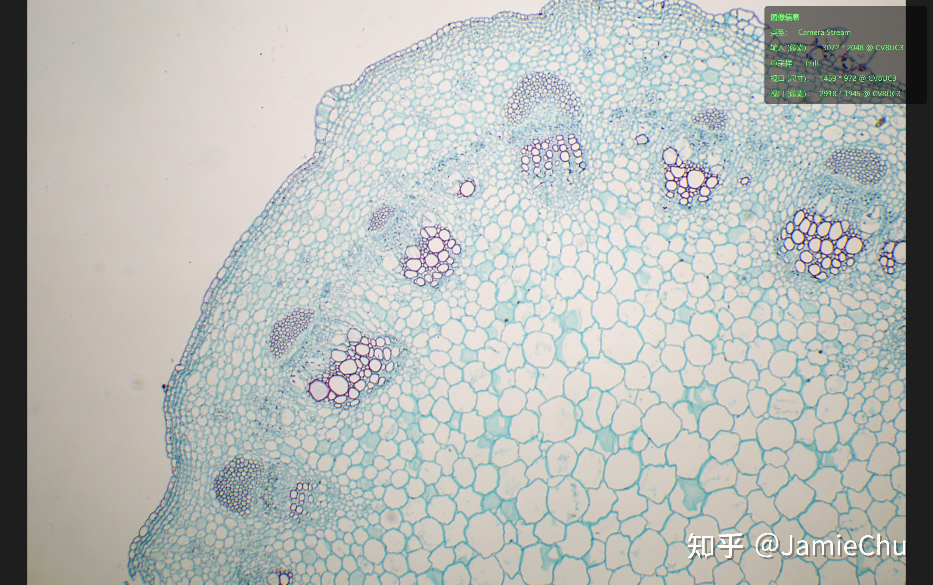 显微观察-双子叶植物茎横切(重制) - 知乎