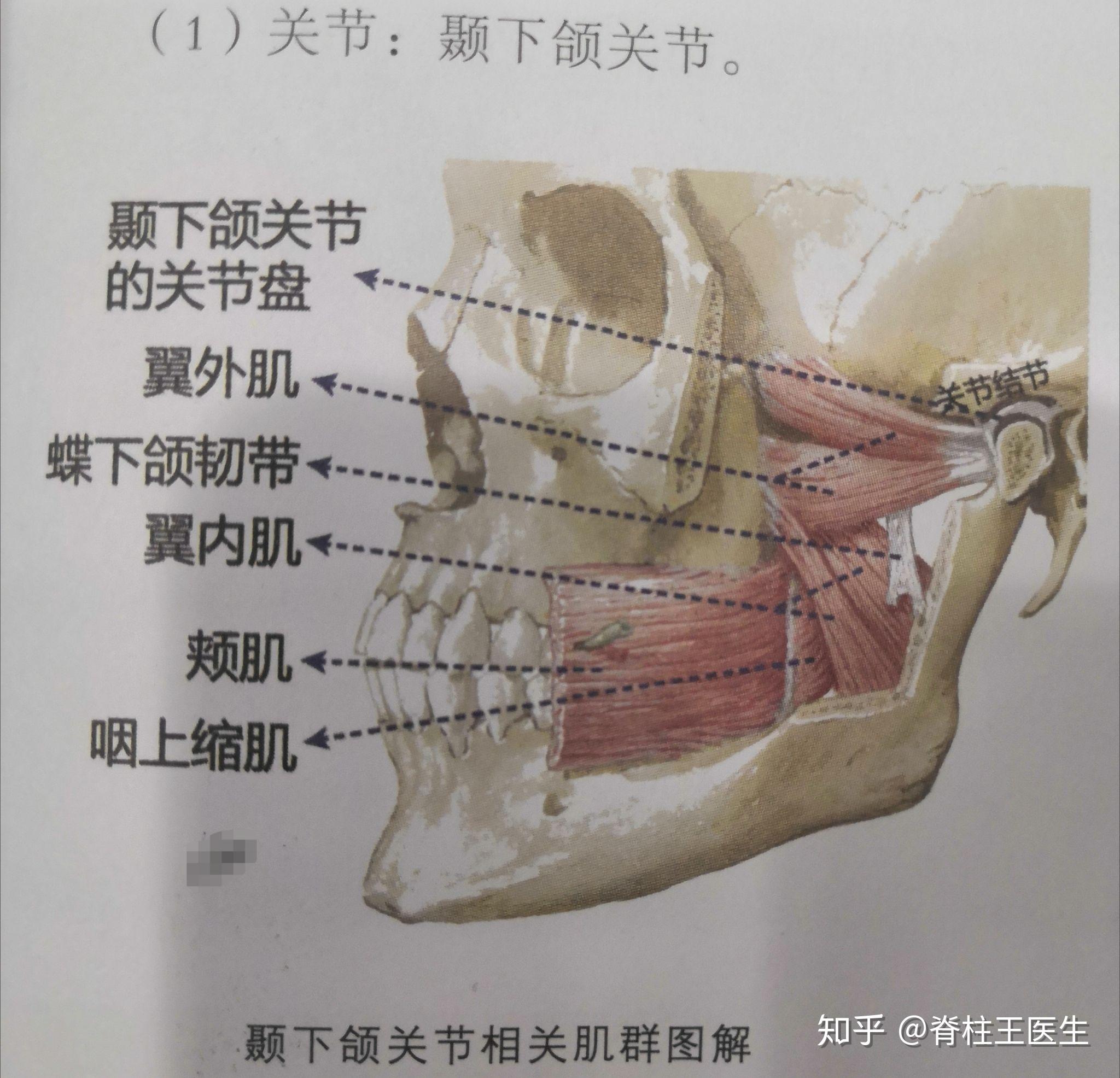 颞下颌关节紊乱的康复治疗_科普专栏_中华医学会物理医学与康复学分会