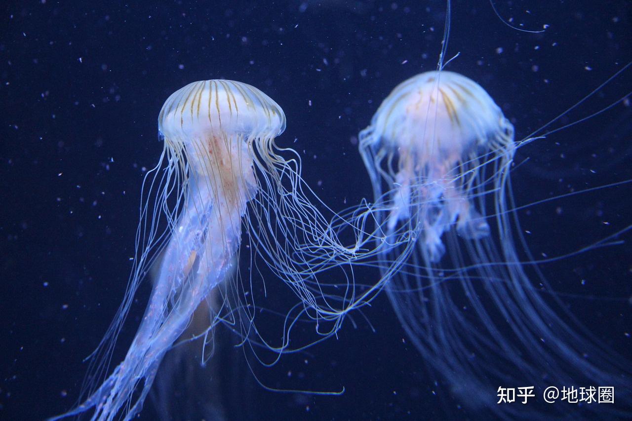 神奇的海洋生物之光 - 知乎