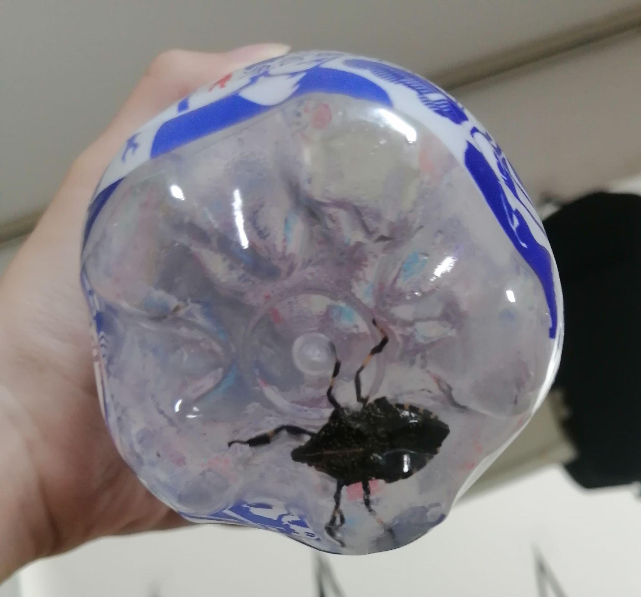 被放屁虫臭翻是种怎样的体验