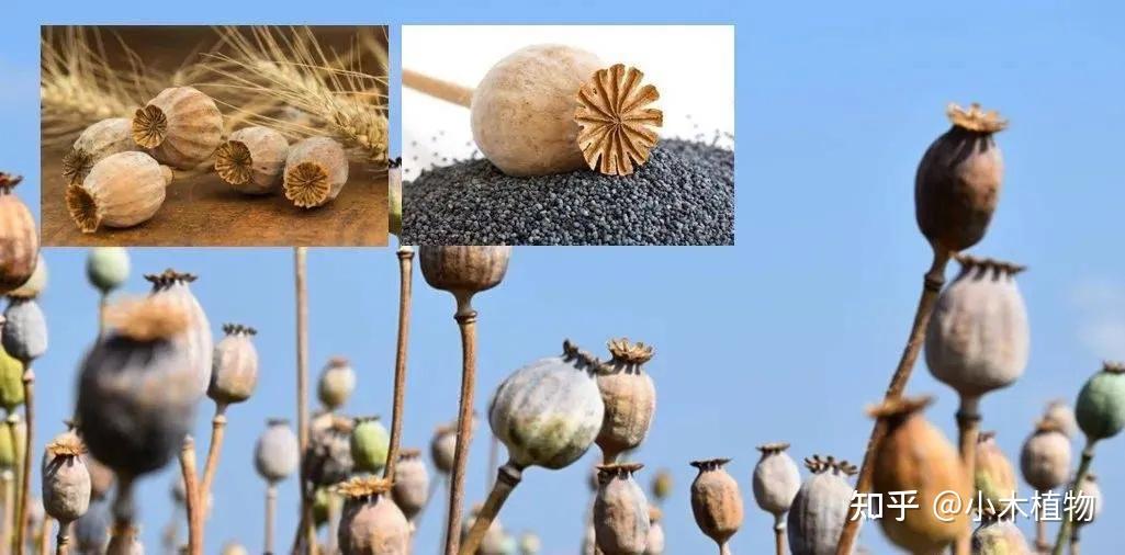从天使到地狱罂粟植物到底是怎样的一种存在