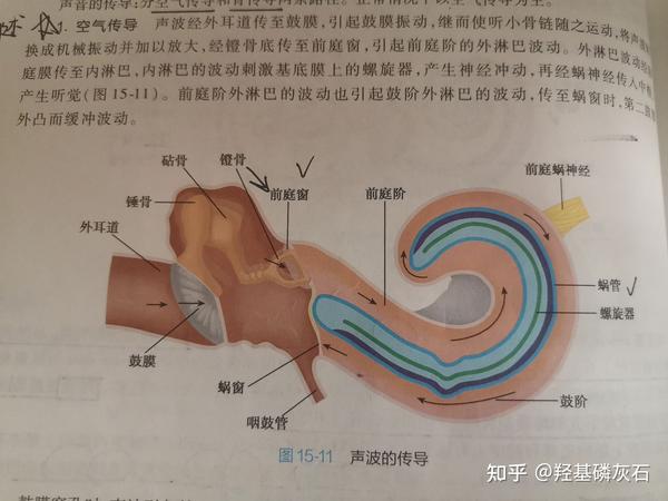 系统解剖学 第十五章 前庭蜗器(思维导图) - 知乎