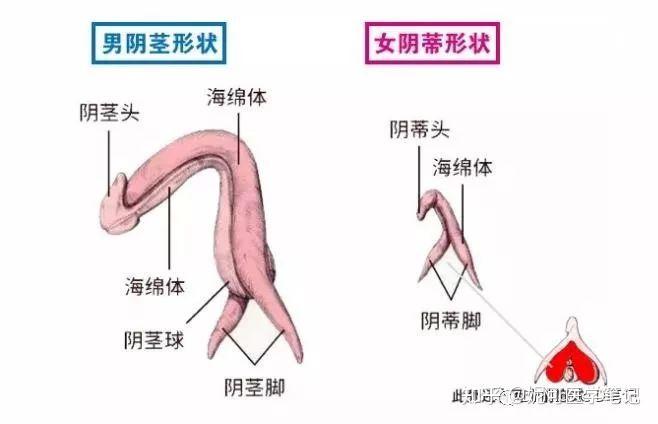 其结构包括:阴阜,大阴唇,小阴唇,阴蒂,阴道前庭,前庭大腺,前庭球,尿道