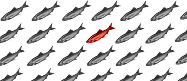 红鲱鱼谬误图片