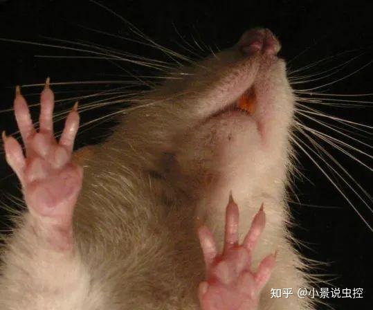 —老鼠超强的"活动能力"
