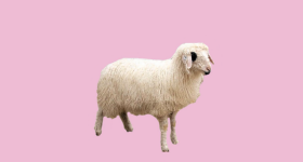 爱吃羊肉但比较难买到好货，网上有什么好的羊肉购买渠道吗？