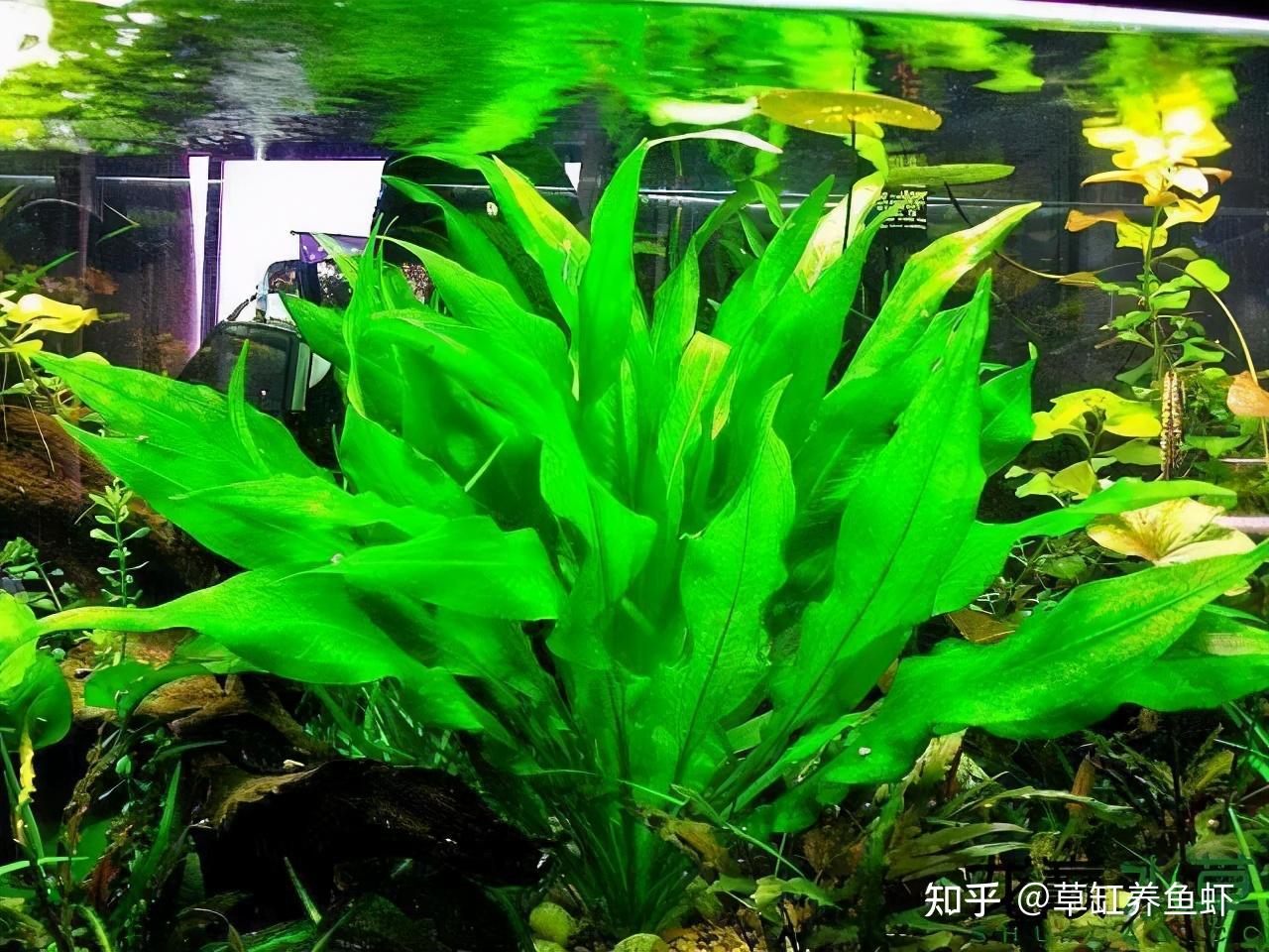鱼缸有水草更漂亮,怎样才能养好水草?这6种水草各有不同