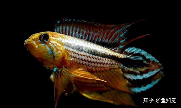 小型观赏鱼阿卡西短鲷