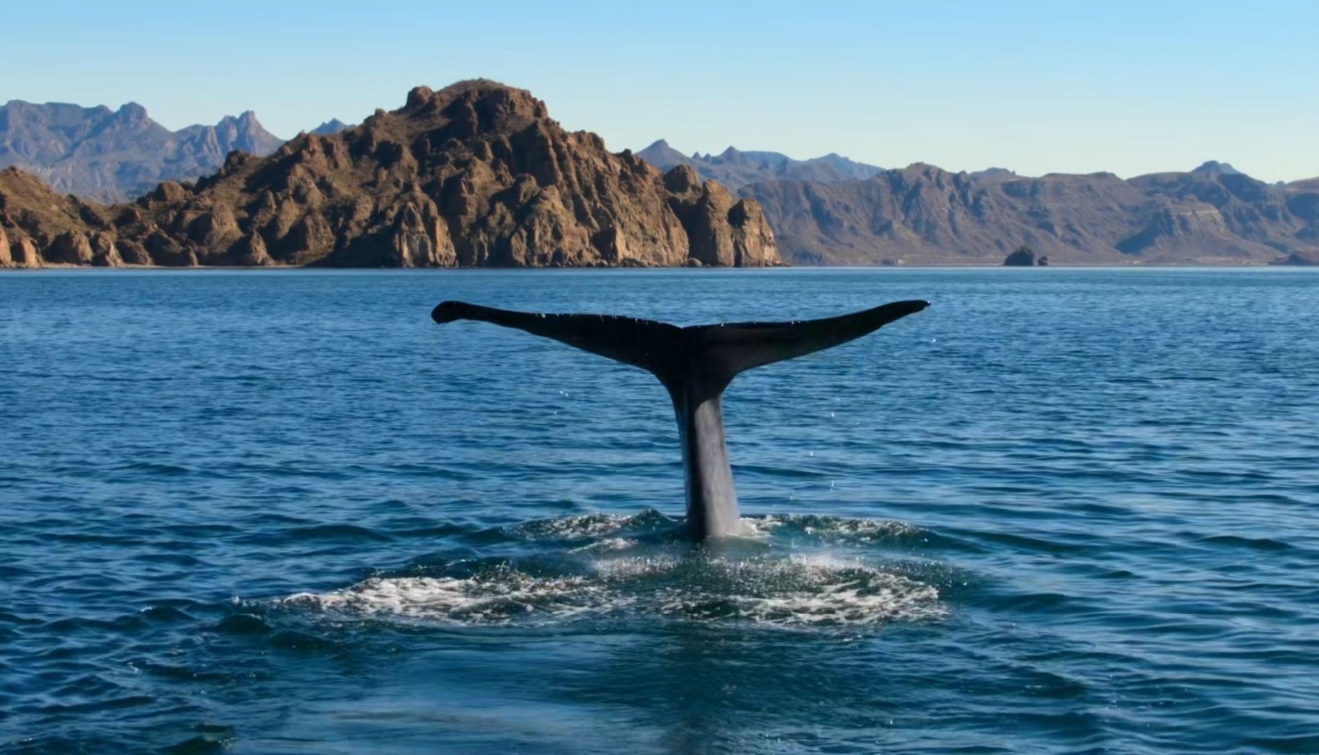 有蓝色鲸鱼的手机壁纸吗