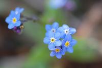 盘点10种蓝色的花 哪种最蓝 你喜欢哪种蓝花儿 知乎 盘点10种蓝色的花 哪种最蓝 你喜欢哪种蓝花儿 知乎