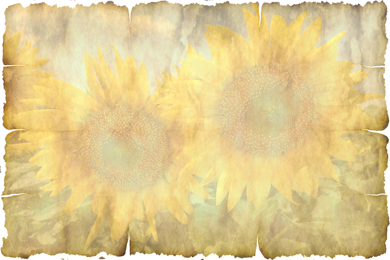 发财树叶子干黄怎么办