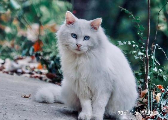 养狮子猫前,7件不可不知的事,你接受几个? - 知乎