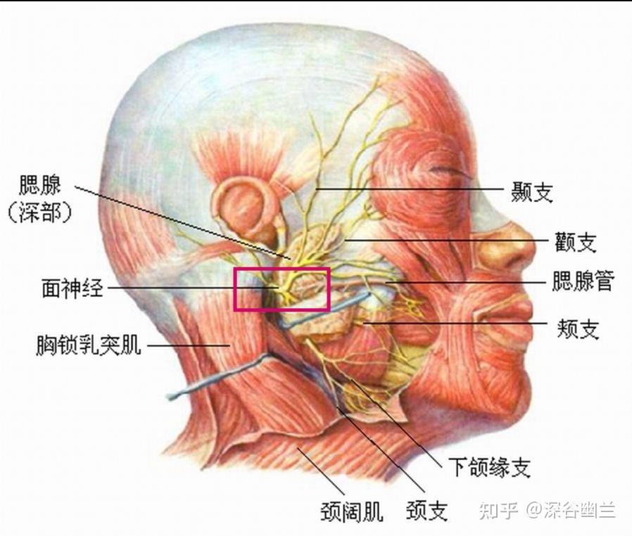 茎乳突孔体表定位图图片