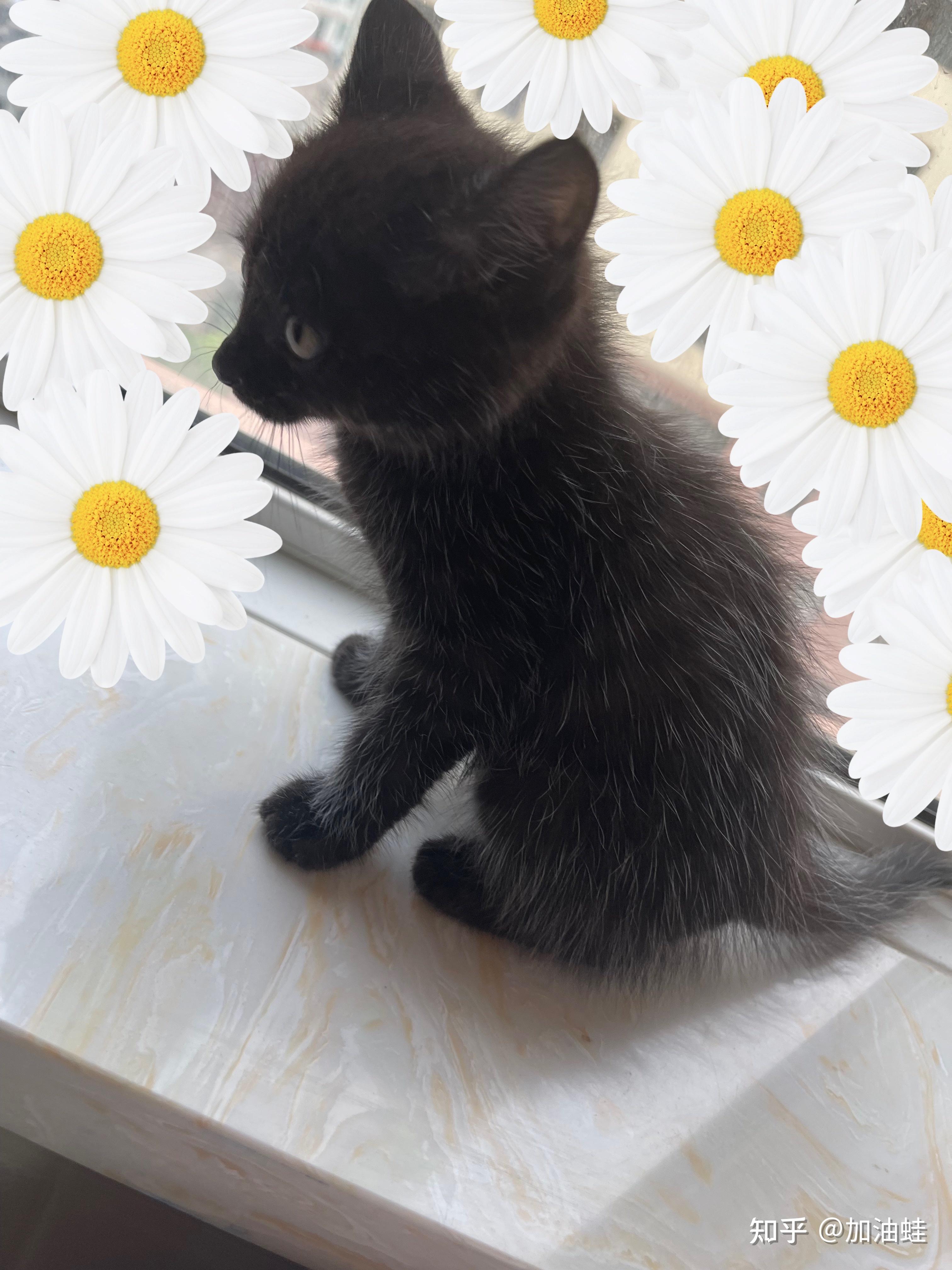 为什么朋友这只黑猫长出来了白毛