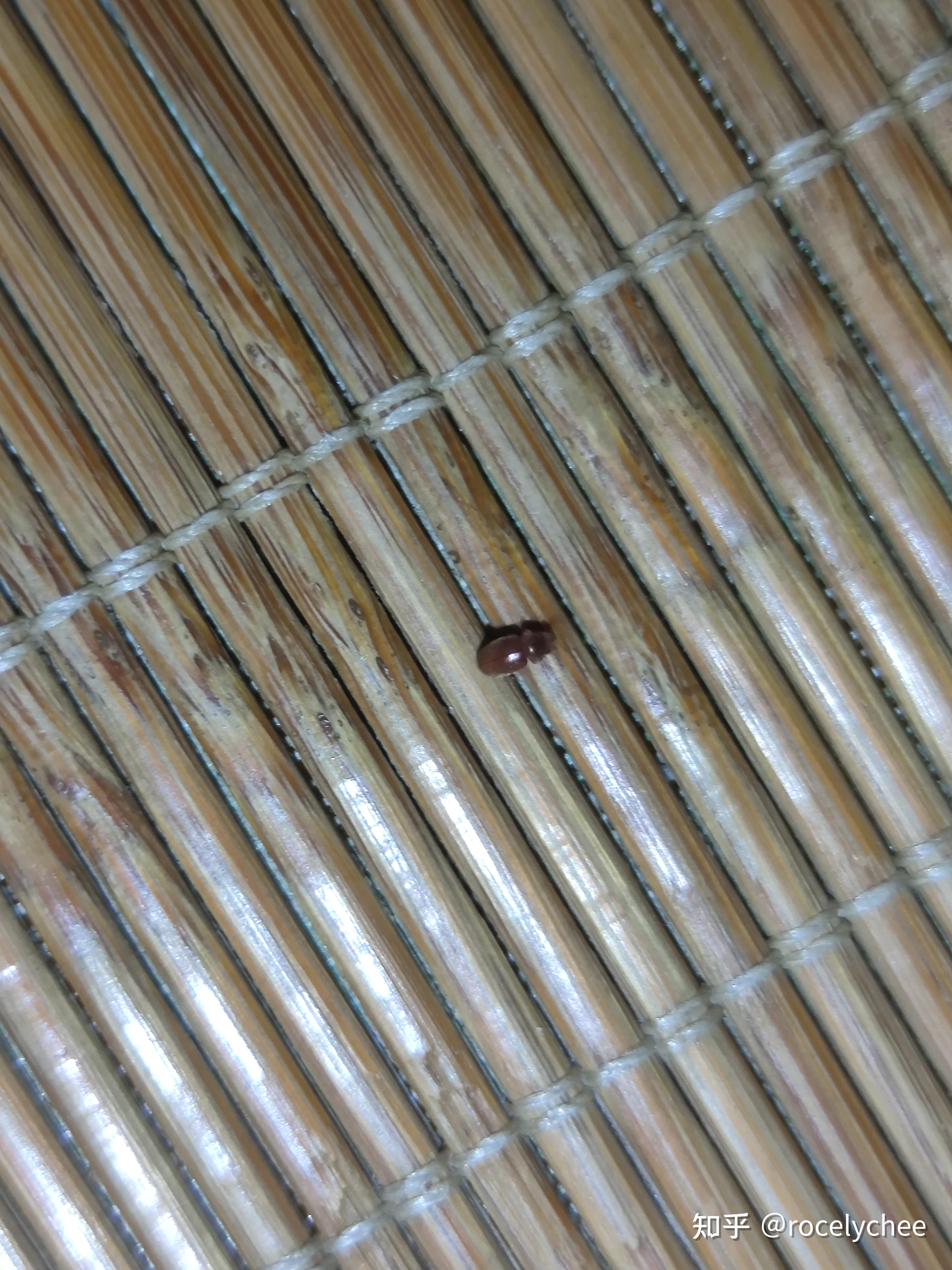 在床上发现黑色芝麻大小硬壳虫子,有人知道这是什么虫吗,对人体有害吗