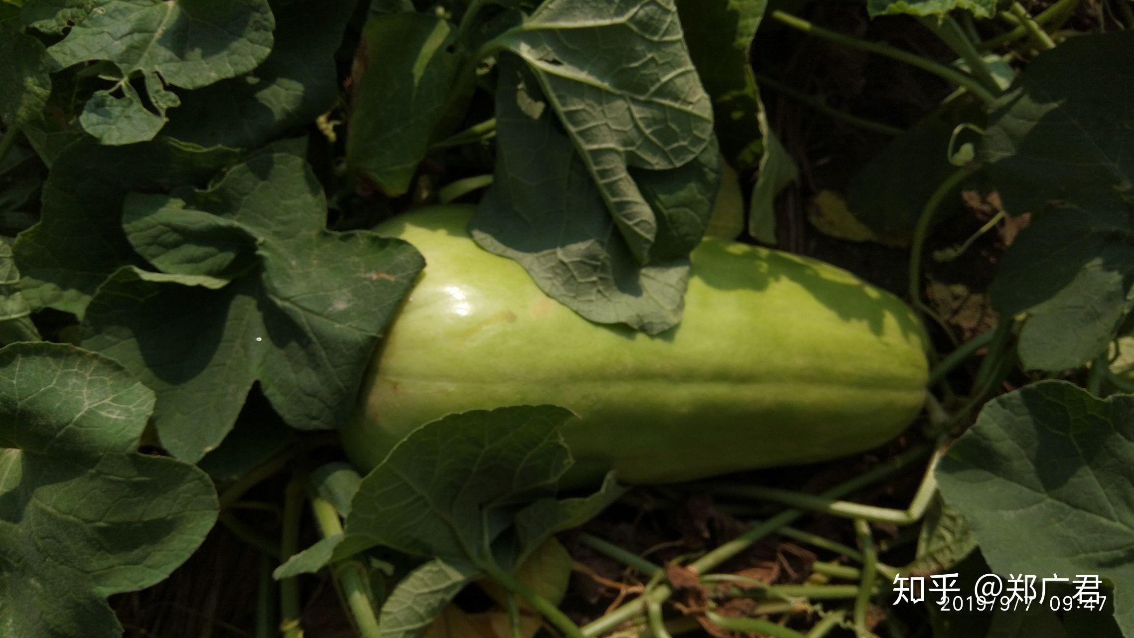 南方所说的"骚瓜"(读音)学名是什么? - 知乎