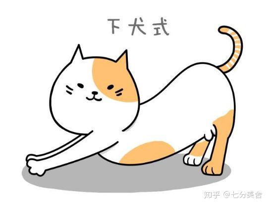 猫咪的这个动作在瑜伽中称为——下犬式.